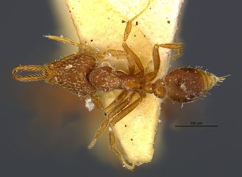 Media type: image;   Entomology 29250 Aspect: habitus dorsal view